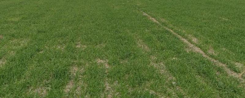 小麦冬季管理方法，要做好以下四防