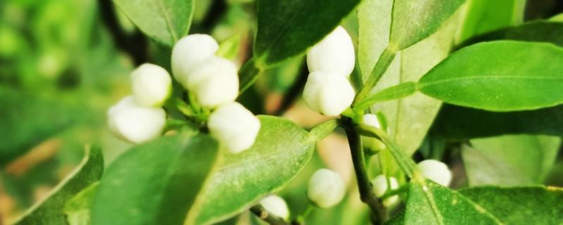 花蕾与花苞的区别，生理特点、发育阶段以及功能有所不同
