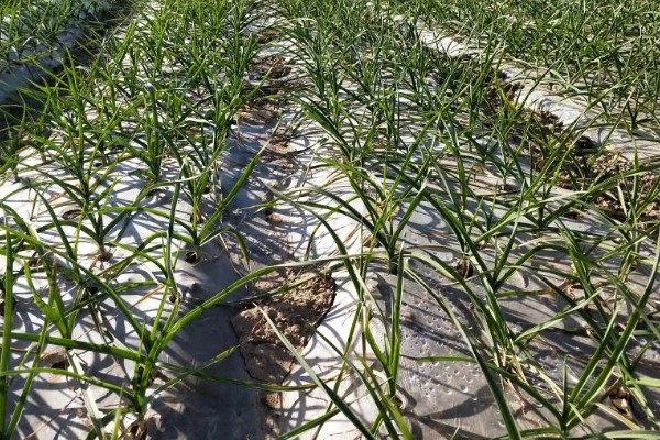 大蒜的防冻技术，施肥要以农家肥为主化肥为辅