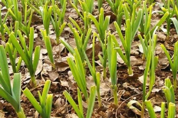 大蒜的防冻技术，施肥要以农家肥为主化肥为辅