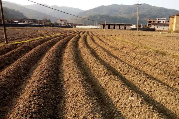 大蒜的防冻技术，施肥要以农家肥为主化肥为辅