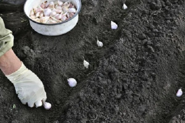 大蒜的防冻技术，施肥要以农家肥为主化肥为辅