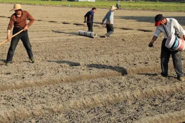 大蒜的防冻技术，施肥要以农家肥为主化肥为辅