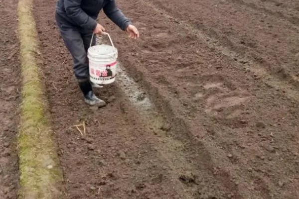 大蒜的防冻技术，施肥要以农家肥为主化肥为辅