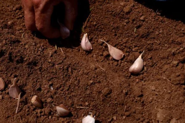 大蒜的防冻技术，施肥要以农家肥为主化肥为辅