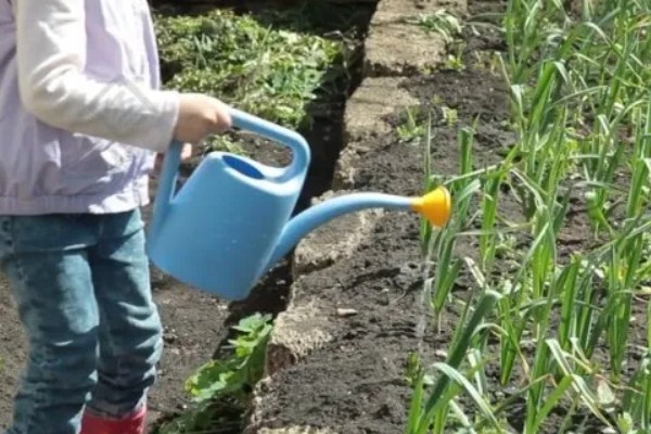 大蒜的防冻技术，施肥要以农家肥为主化肥为辅