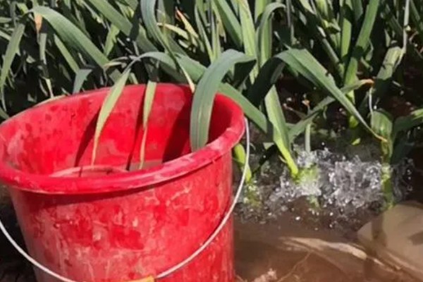 大蒜的防冻技术，施肥要以农家肥为主化肥为辅