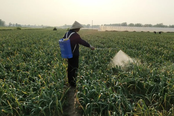 大蒜的防冻技术，施肥要以农家肥为主化肥为辅