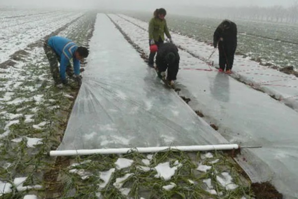 大蒜的防冻技术，施肥要以农家肥为主化肥为辅