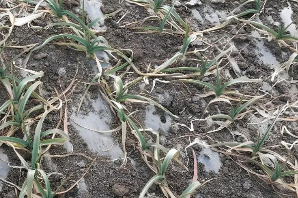 大蒜的防冻技术，施肥要以农家肥为主化肥为辅