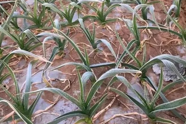 大蒜的防冻技术，施肥要以农家肥为主化肥为辅