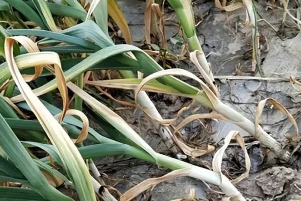 大蒜的防冻技术，施肥要以农家肥为主化肥为辅