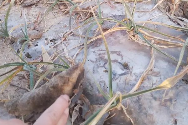 大蒜的防冻技术，施肥要以农家肥为主化肥为辅