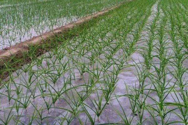 大蒜的防冻技术，施肥要以农家肥为主化肥为辅