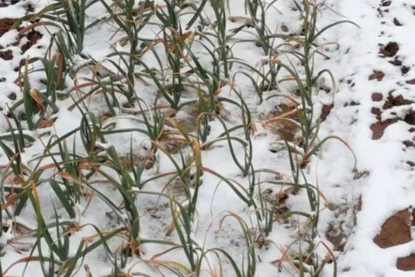 大蒜的防冻技术，施肥要以农家肥为主化肥为辅