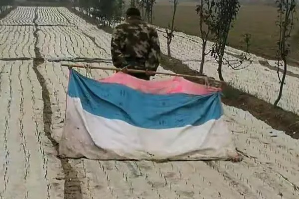 大蒜的防冻技术，施肥要以农家肥为主化肥为辅