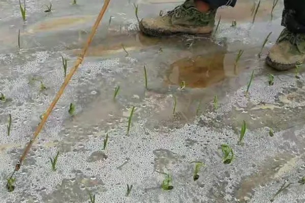 大蒜的防冻技术，施肥要以农家肥为主化肥为辅