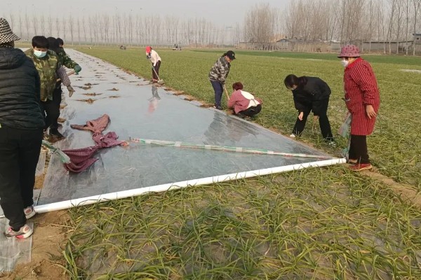 大蒜的防冻技术，施肥要以农家肥为主化肥为辅