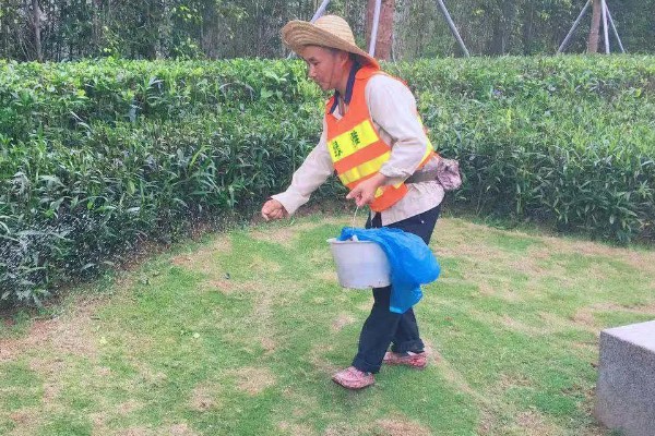 草坪养护管理的内容，包括浇水、施肥、除草等