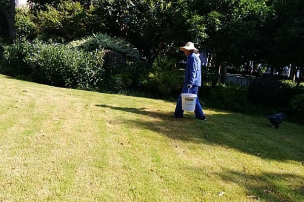 草坪养护管理的内容，包括浇水、施肥、除草等