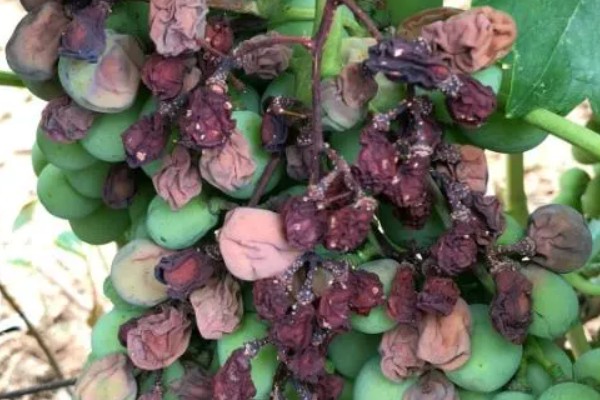 葡萄补钙的作用，能增加葡萄皮的韧性和硬度