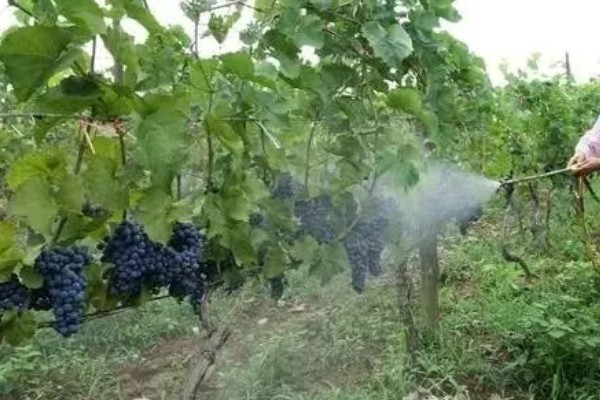 葡萄补钙的作用，能增加葡萄皮的韧性和硬度