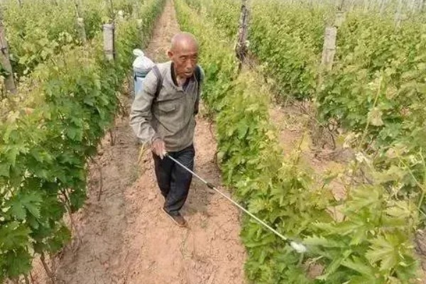 葡萄补钙的作用，能增加葡萄皮的韧性和硬度