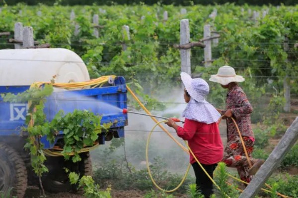 葡萄补钙的作用，能增加葡萄皮的韧性和硬度