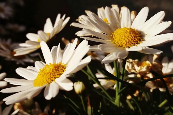 雏菊的作用,可绿化环境,可入药