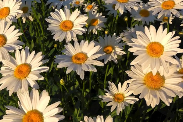 雏菊的作用,可绿化环境,可入药