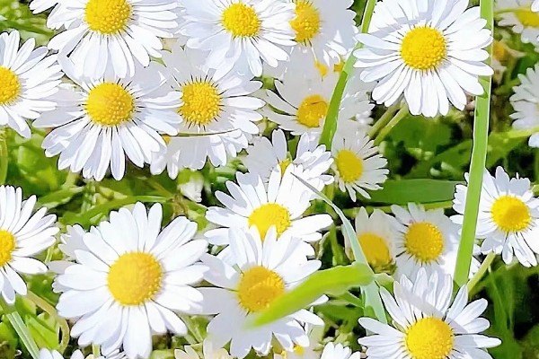 雏菊的作用,可绿化环境,可入药