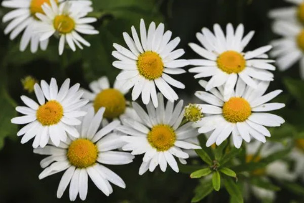 雏菊的作用,可绿化环境,可入药
