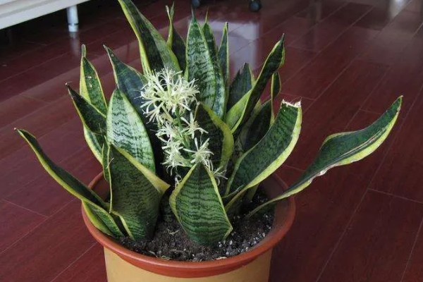 虎尾兰和虎皮兰的区别是什么，没有区别