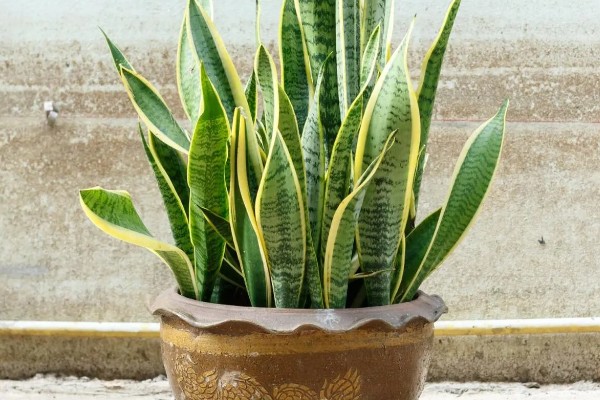 虎尾兰和虎皮兰的区别是什么，没有区别