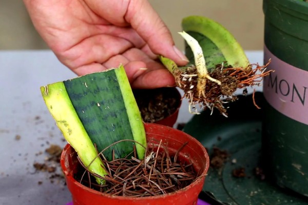 虎尾兰和虎皮兰的区别是什么，没有区别