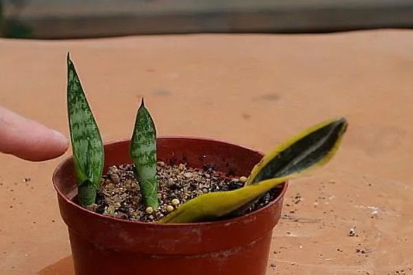 虎尾兰和虎皮兰的区别是什么，没有区别