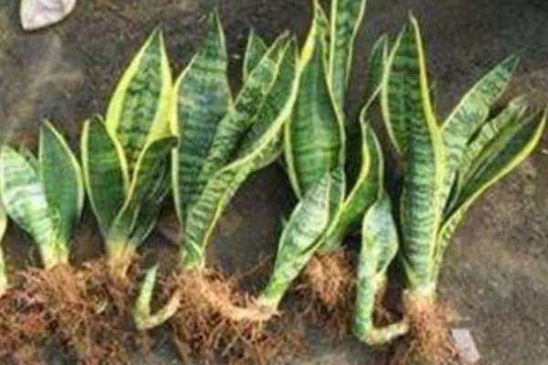 虎尾兰和虎皮兰的区别是什么，没有区别