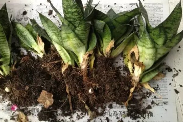 虎尾兰和虎皮兰的区别是什么，没有区别