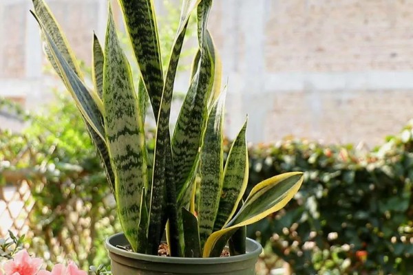 虎尾兰和虎皮兰的区别是什么，没有区别