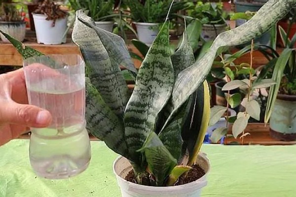 虎尾兰和虎皮兰的区别是什么，没有区别