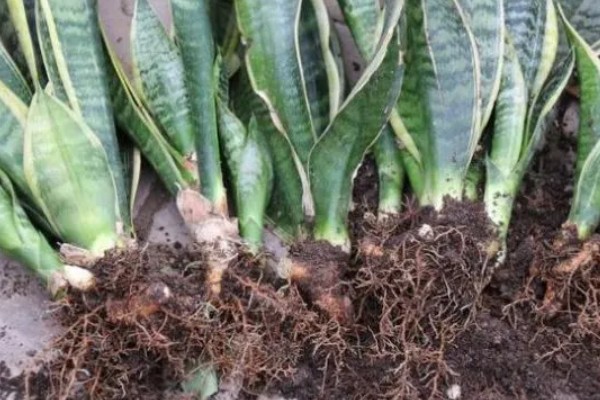 虎尾兰和虎皮兰的区别是什么，没有区别