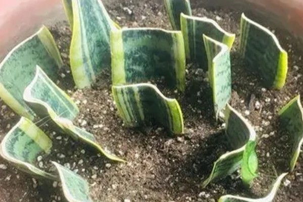 虎尾兰和虎皮兰的区别是什么，没有区别