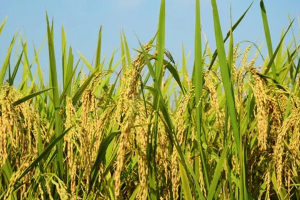 稻谷的国家标准等级划分，分为5个等级出糙率各不相同