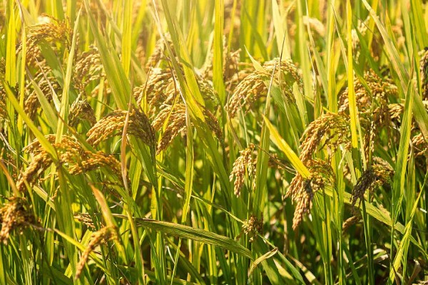 稻谷的国家标准等级划分，分为5个等级出糙率各不相同