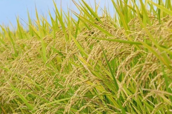 稻谷的国家标准等级划分，分为5个等级出糙率各不相同