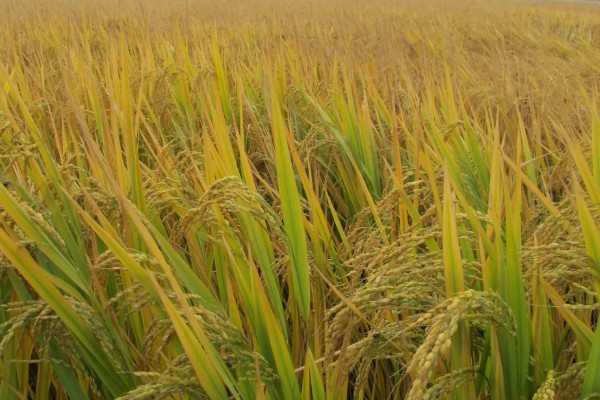 稻谷的国家标准等级划分，分为5个等级出糙率各不相同