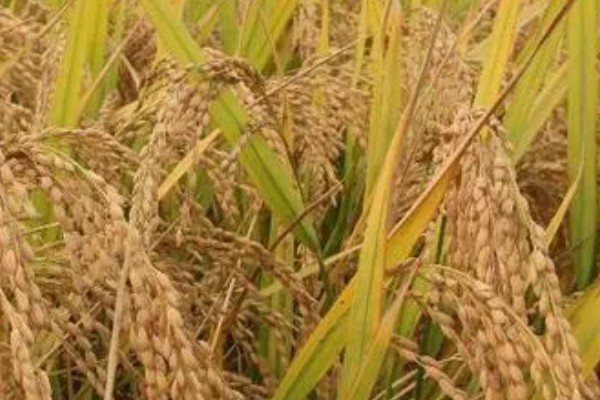 稻谷的国家标准等级划分，分为5个等级出糙率各不相同