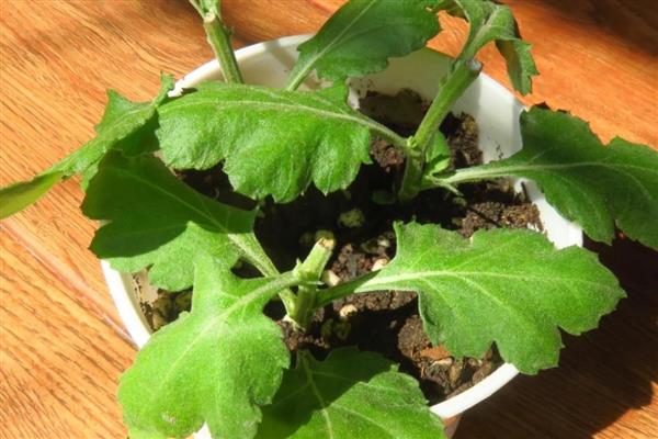 菊花插活的方式，适宜在每年的春天进行