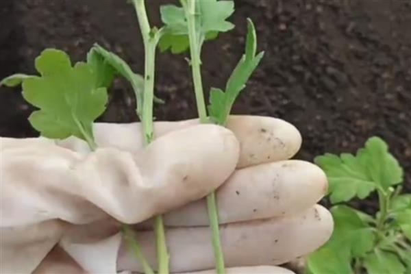 菊花插活的方式，适宜在每年的春天进行