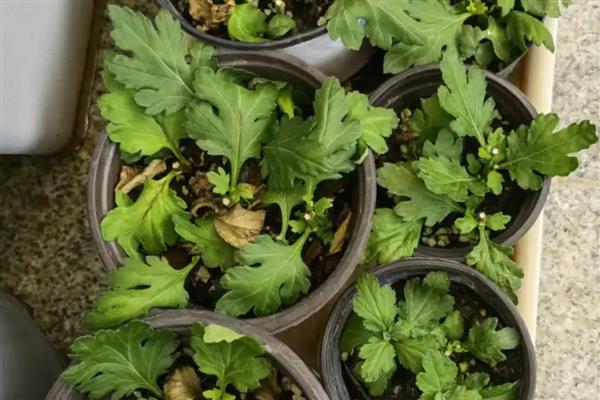 菊花插活的方式，适宜在每年的春天进行